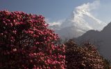 Nilgiri and rhododendrons